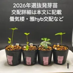 2026年最新】蜃気楼 クリスマスローズの人気アイテム - メルカリ