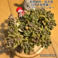 多肉植物　だるま姫秀麗×スプリングワンダー　抜き苗　根付き　ミニドラのサムネイル