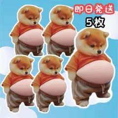 お腹シール ぷにぷに 立体シール 柴犬 3D おへそ 犬 ぷくぷくシール