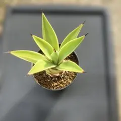 2025年最新】デスメティアーナの人気アイテム - メルカリ