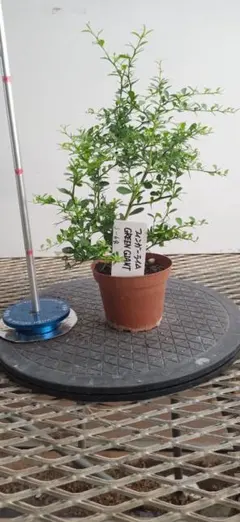 小嶋将人様 リクエスト 2点 まとめ商品