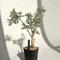 2026年最新】パキコルムスディスカラーの人気アイテム - メルカリ