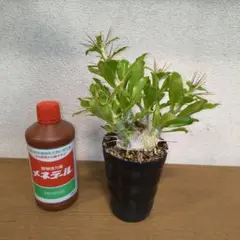 パキポディウム 　サンデルシー 　メルカリ便　挿し木