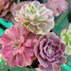 アエオ　希少錦3種　抜き苗