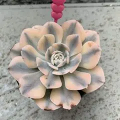 多肉植物　ルンヨニー　白い子セット 2025年最新】ルンヨニーの人気アイテム - メルカリ