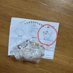 チワワ