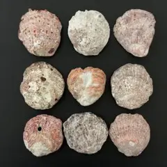 チリボタン等　大きめ　9枚　②