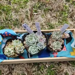 まーば様 リクエスト 2点 まとめ商品