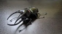 昆虫フィギュア　ソータ　バンダイ　コーカサス　モーレンカンプ　ギラファ