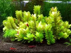 2026年最新】ロタラトゥルナデンシスの人気アイテム - メルカリ