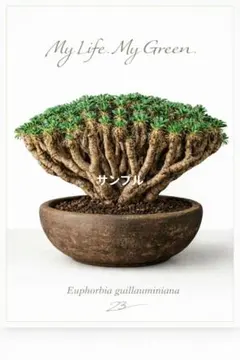届いてすぐ飾れる ユーフォルビア ギラウミニアナ メッセージ変更可のサムネイル