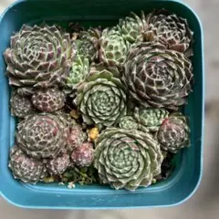 2025年最新】第4種郵便の人気アイテム - メルカリ