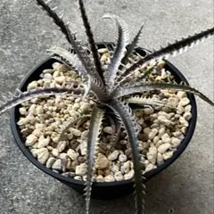 2026年最新】dyckia nemesisの人気アイテム - メルカリ