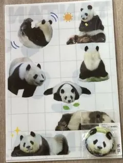 王子動物園 75th タンタンパンダ 缶バッジ - メルカリ