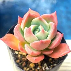 ミックスベリア ベリースフレ 抜き苗 おらいさん 多肉植物 - メルカリ