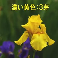 ひろちゃん様 リクエスト 2点 まとめ商品