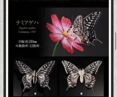 いきもの大図鑑 アドバンス アゲハチョウ ナミアゲハ オンライン版