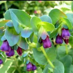 ワンコ好き様 リクエスト 3点 まとめ商品