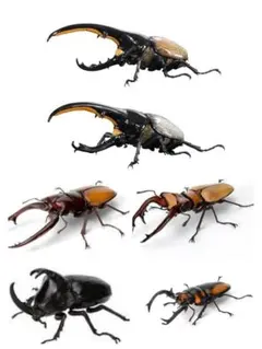 いきもの大図鑑アドバンス クワガタ02 エラフスホソアカクワガタ