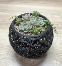 3Dプリンター鉢 3個セット 観葉植物 多肉植物 植木鉢のサムネイル