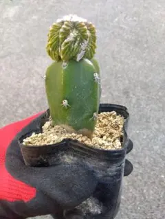 アズテキウム　花籠　2.5号ポットつき　破格3株セット❗　④ アズテキウム 花籠 2.5号ポットつき 破格3株セット❗ ④ - メルカリ
