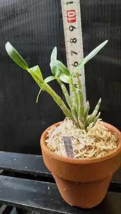 やまやま様 リクエスト 2点 まとめ商品