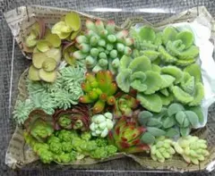 多肉植物　寄せ植えセット　カット苗