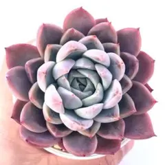 2026年最新】毒リンゴ 多肉の人気アイテム - メルカリ