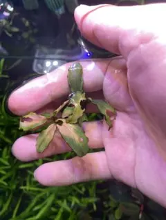 2026年最新】bucephalandra auroraの人気アイテム - メルカリ