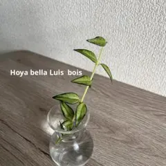 Hoya bella Luis bois ホヤ　ベラルイスボイス　内斑入りのサムネイル