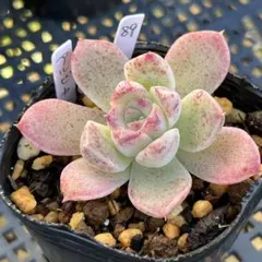 Y♡K 多肉様 リクエスト 3点 まとめ商品