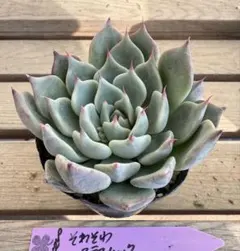 そわそわxアテマハック