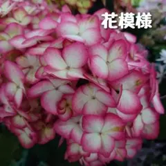 G⑨PVPアジサイ「夜の虹」10.5cmポット KAMOセレ ラベル付き正規品