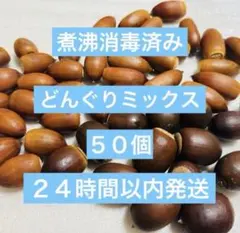 どんぐりミックス 50個