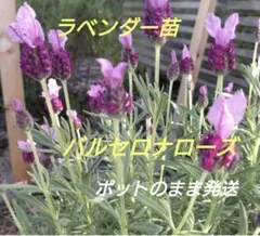 【6-E】ピンクのお花　うさぎの耳のラベンダー　バルセロナローズ苗