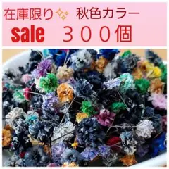 ⑥かすみ草(ドライフラワー)秋色mix３００個