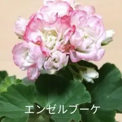 A ＊モカ様 リクエスト 2点 まとめ商品