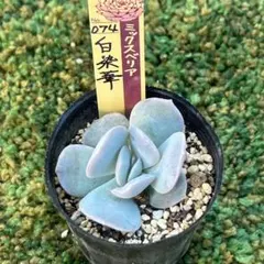 札付　希少種　ミックスベリア　珊瑚の花　抜き苗　速達付第4種発送 札付 希少種 ミックスベリア 珊瑚の花 抜き苗 速達付第4種発送 - メルカリ