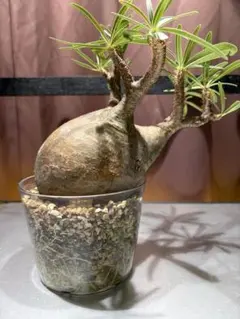 2026年最新】特徴：現地球/現地株 観葉植物 塊根植物・コーデックスの
