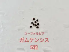 2025年最新】ユーフォルビアガムケンシスの人気アイテム - メルカリ