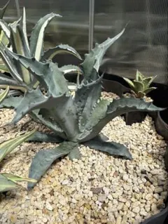 アガベ プロトアメリカーナ ファンキートゥース シルバー 65cm 現地
