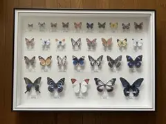 蝶の標本ペーパークラフトA2サイズ完成品