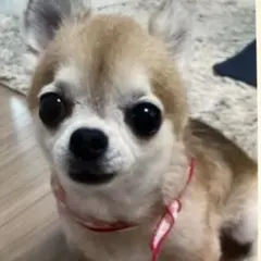 小型犬用手編み服　ままりん様専用