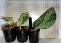 (December⭐︎)スキンダプサス バクダパティp1 ダークフォーム December⭐︎)スキンダプサス バクダパティp1 ダークフォーム