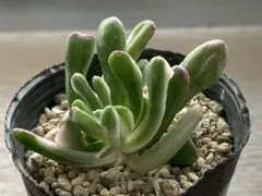 断捨離り子❣️『プロフ必読』様 リクエスト 2点 まとめ商品