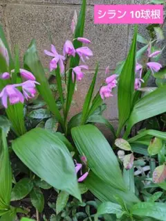 紫蘭 シラン 苗 色品種不明 指定不可 蘭 朱蘭 球根 斑入り葉あり 紫蘭 シラン 苗 色品種不明 指定不可 蘭 朱蘭 球根 斑入り葉あり 紫蘭(