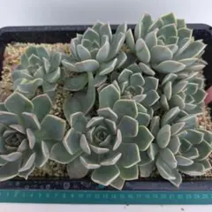 多肉植物 桜牡丹 トレーごと発送 - メルカリ