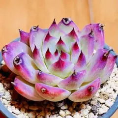 多肉植物カット苗　① シルエット①❤️多肉植物 寄せ植え カット苗 - メルカリ