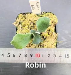 goul4711様 リクエスト 3点 まとめ商品