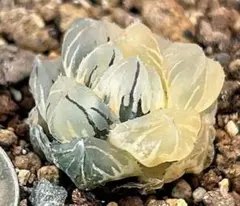 微根発根済‼️極上班‼️多肉植物 ハオルチア オブツーサ錦 水中月錦 抜き苗１５